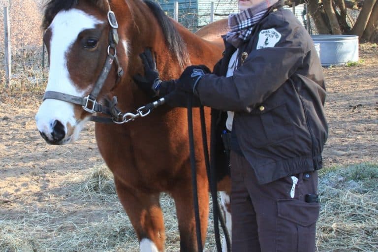 law enforcement officer with a horse